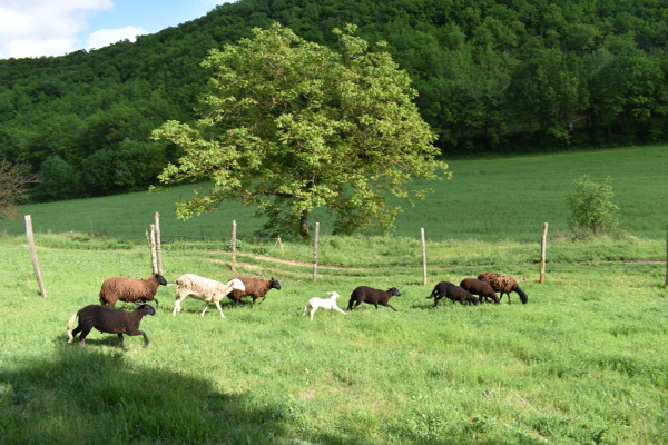 brebi ferme de bazars