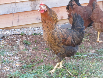 poule